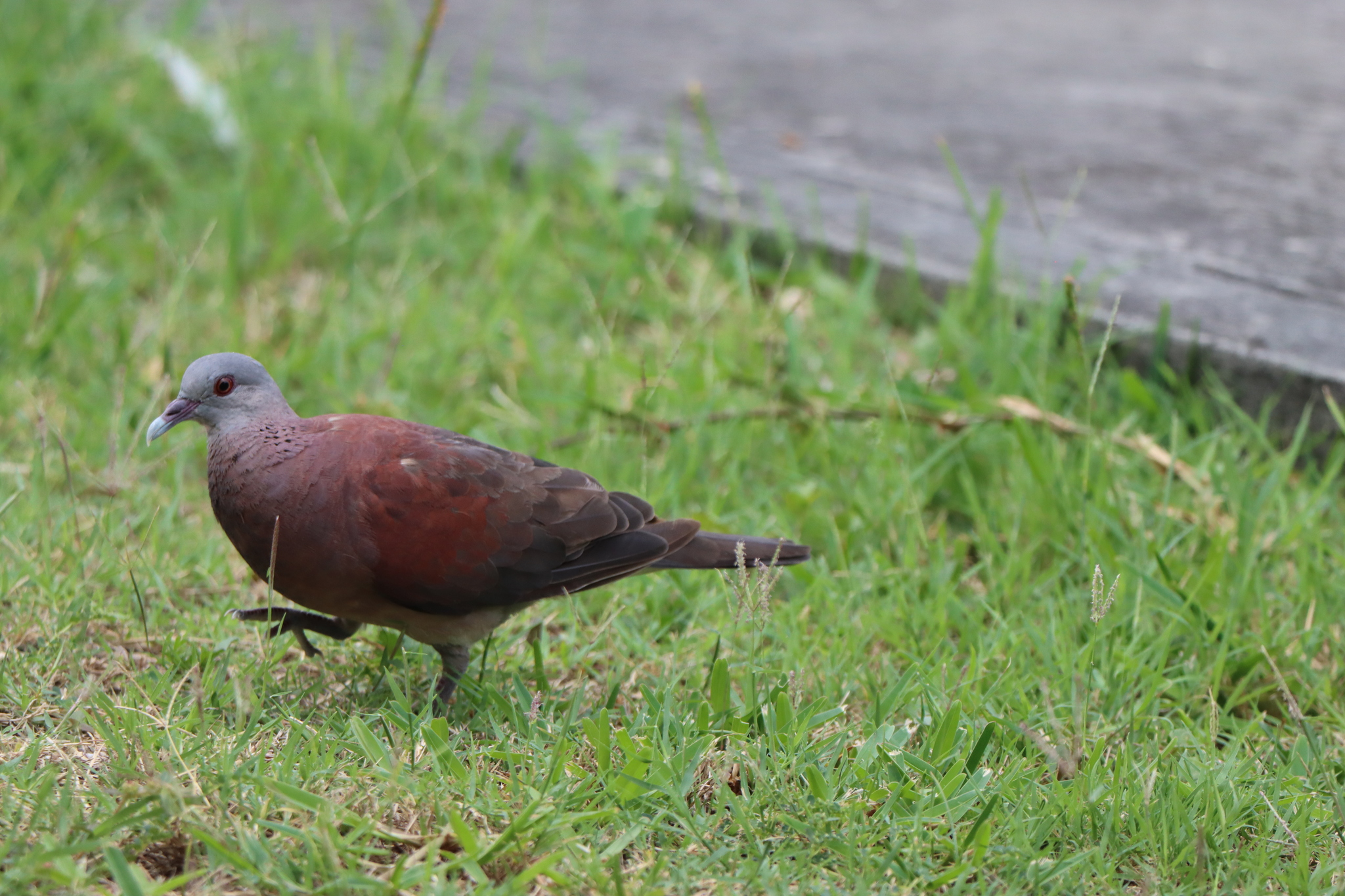 Malagasy Turtle Dove (Nesoenas picturatus), photo 10