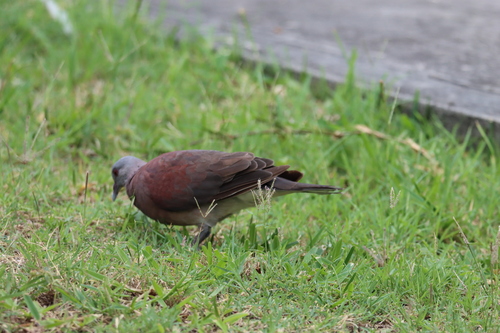 Malagasy Turtle Dove (Nesoenas picturatus), photo 10