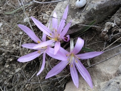 Colchicum eichleri