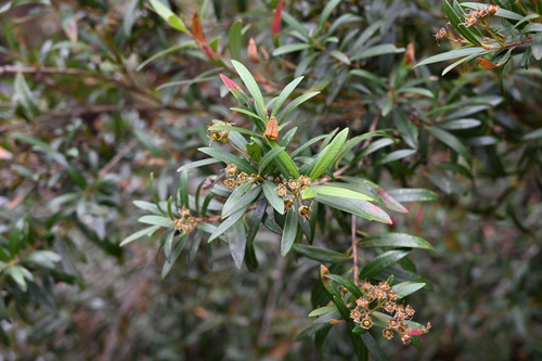 Tristania neriifolia, photograph 6