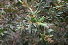 Tristania neriifolia, photograph (c) Bryce Watts-Parker, some rights reserved (CC BY)