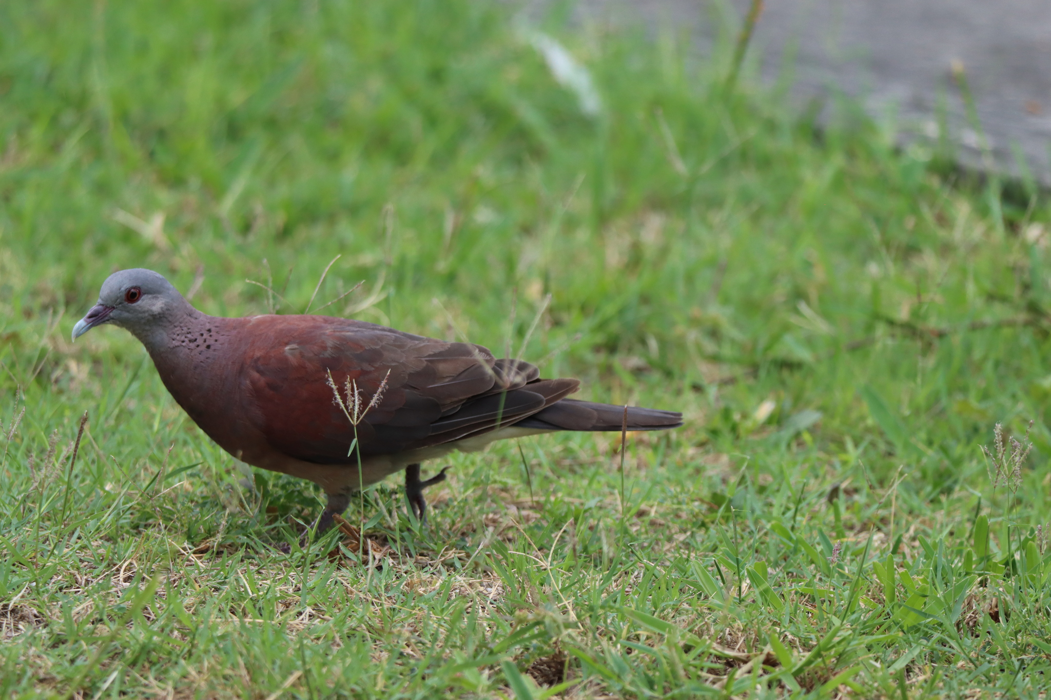 Malagasy Turtle Dove (Nesoenas picturatus), photo 7