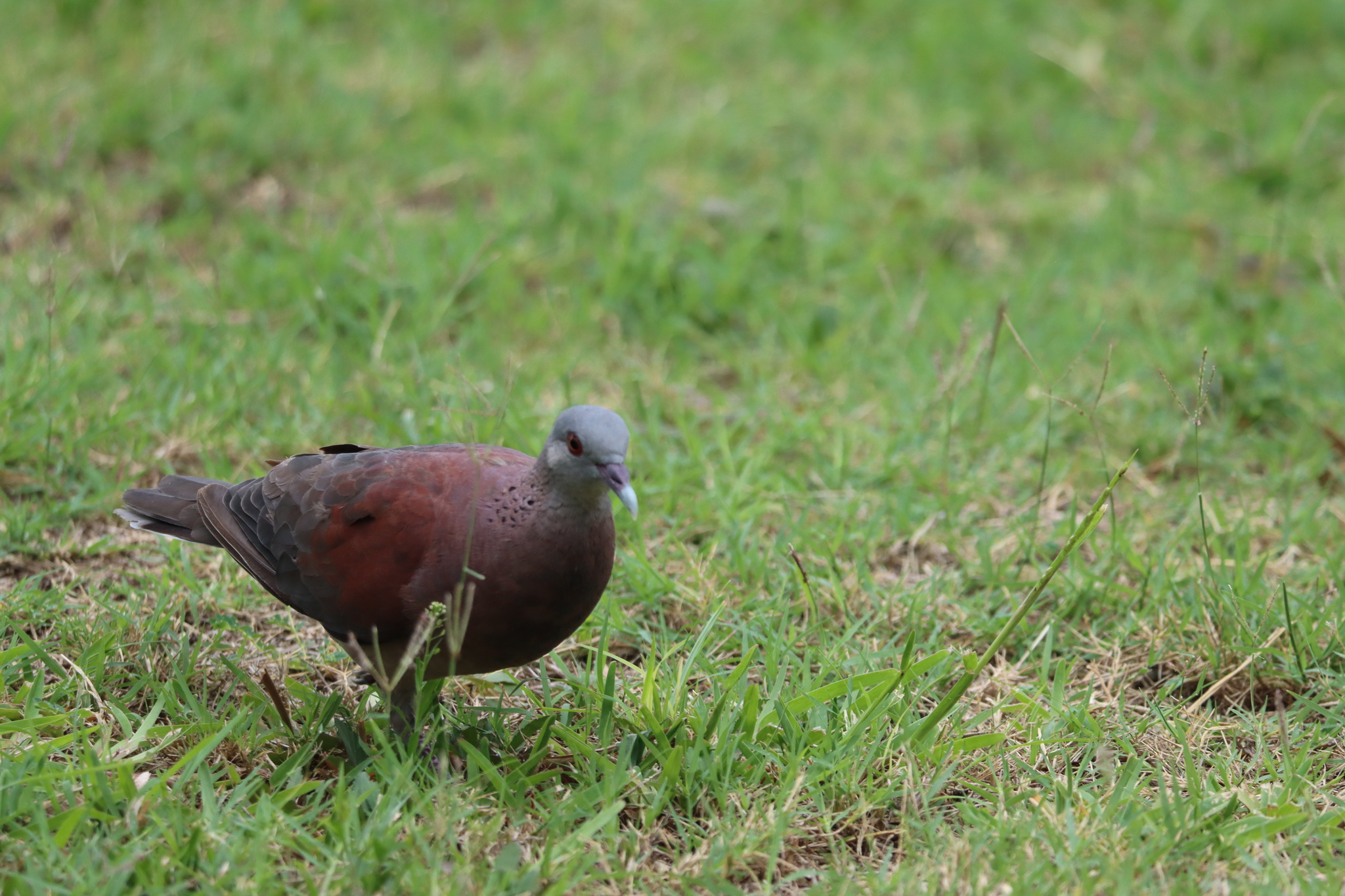 Malagasy Turtle Dove (Nesoenas picturatus), photo 1