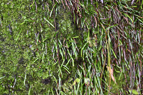 Microschizaea rupestris, 2026-03-17