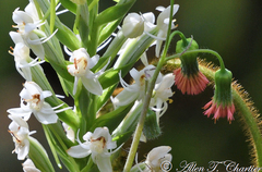 Habenaria monorrhiza