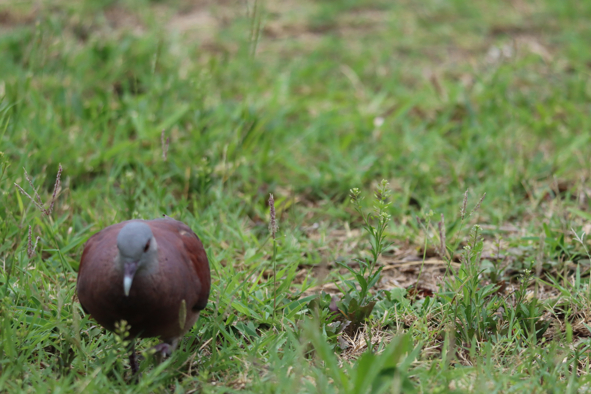 Malagasy Turtle Dove (Nesoenas picturatus), photo 2