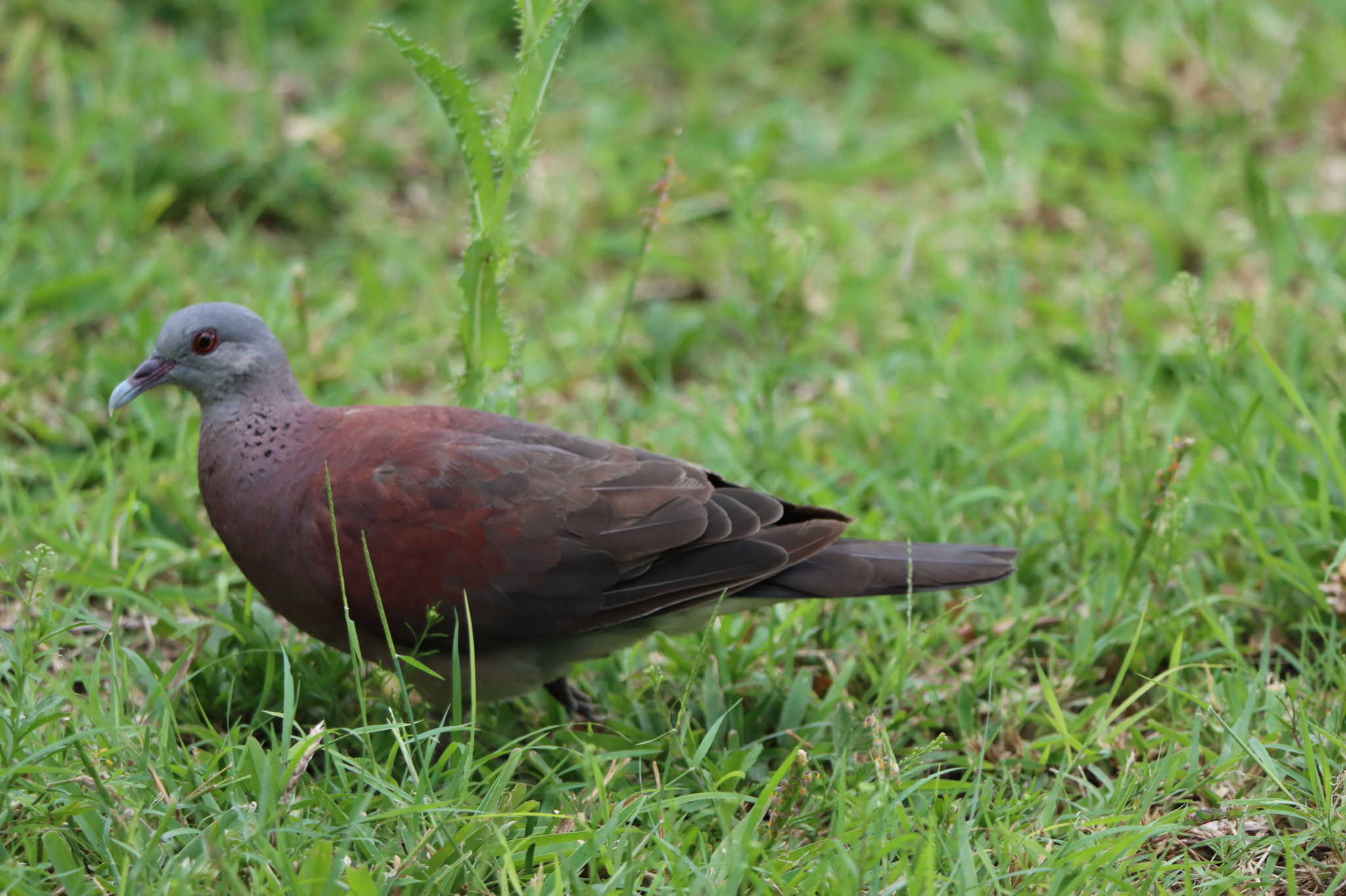 Malagasy Turtle Dove (Nesoenas picturatus), photo 9