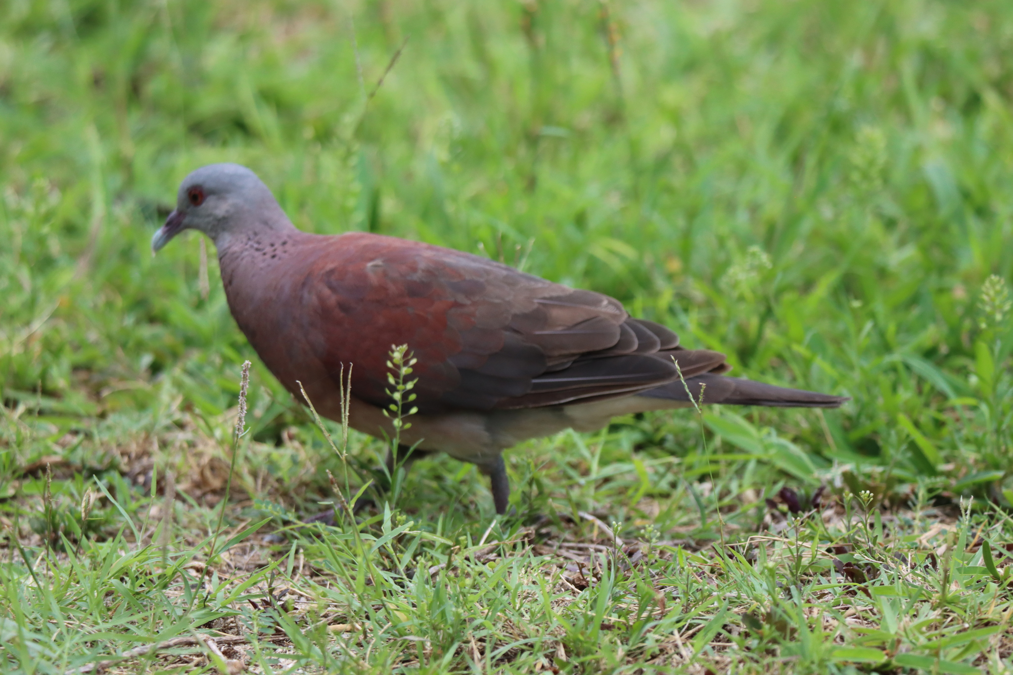 Malagasy Turtle Dove (Nesoenas picturatus), photo 8