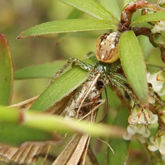 Diaea ambara