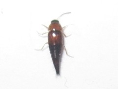 Tachyporus dispar