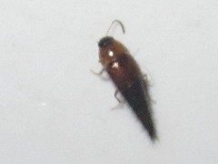 Tachyporus dispar