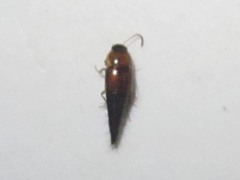 Tachyporus dispar