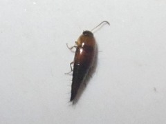 Tachyporus dispar