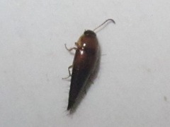 Tachyporus dispar