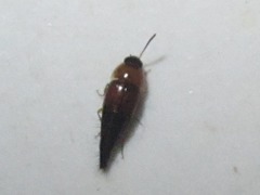 Tachyporus dispar