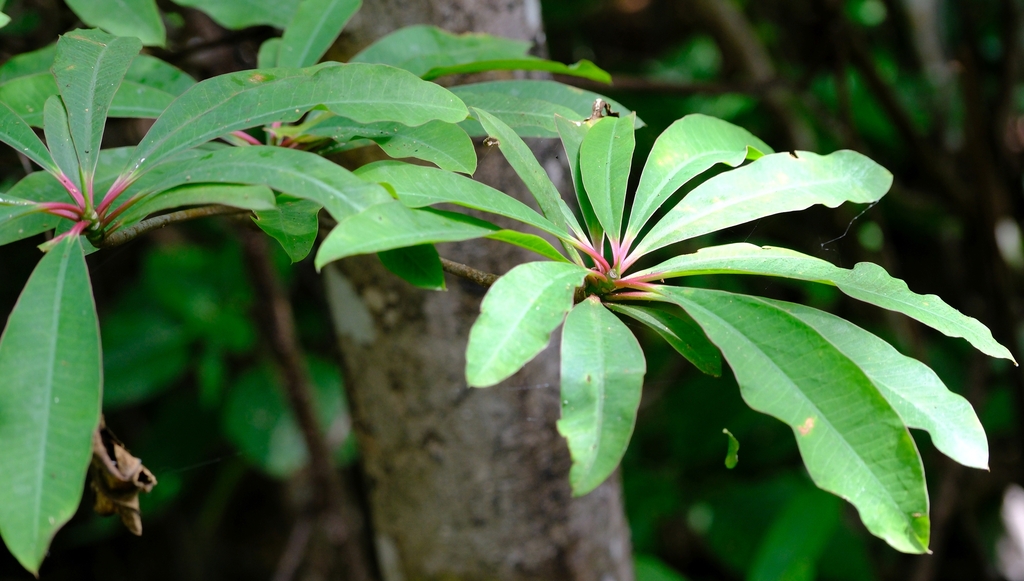 Euphorbia mahabobokensis