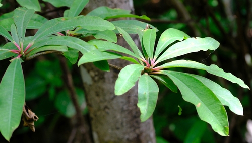 Euphorbia mahabobokensis