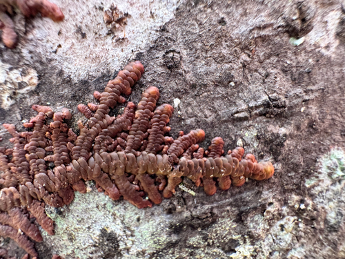 Frullania hypoleuca observed 2026-03-17