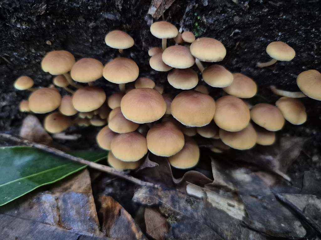 Hypholoma fasciculare · March 2026 · photo: © olliesaurus (iNaturalist, CC)
