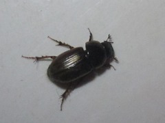 Melinopterus