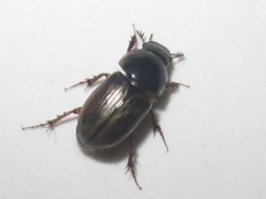Melinopterus