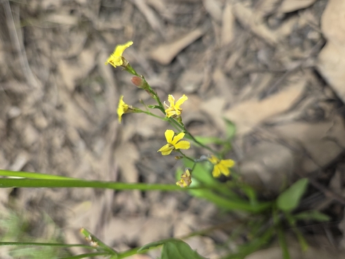 Goodenia paniculata observed 2026-03-16