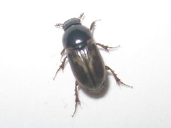 Melinopterus