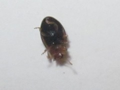 Rhyzobius litura