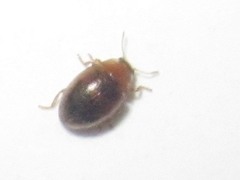 Rhyzobius litura