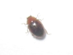 Rhyzobius litura