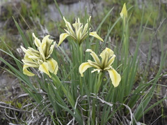 Iris grant-duffii