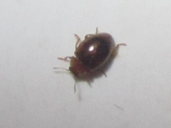 Rhyzobius litura