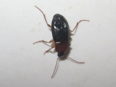 Calathus melanocephalus