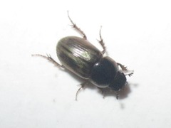 Melinopterus