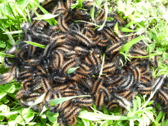 Ocnogyna clathrata