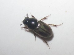 Melinopterus