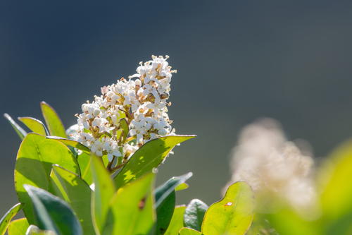 Ligustrum micranthum iNat (1)