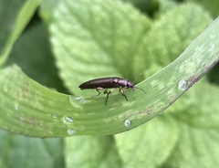 Acropteron