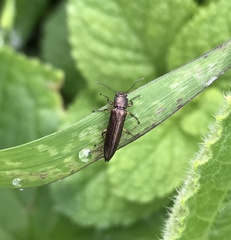 Acropteron