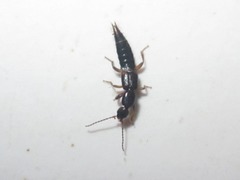 Tetartopeus terminatus