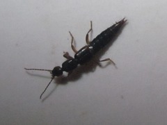 Tetartopeus terminatus