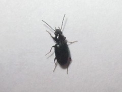 Bembidion obtusum