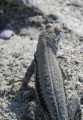 Microlophus atacamensis