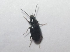 Bembidion obtusum