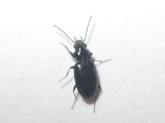 Bembidion obtusum