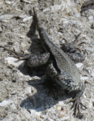 Microlophus atacamensis