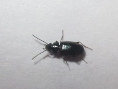 Bembidion obtusum