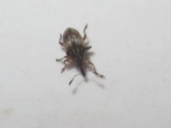 Nanophyes marmoratus