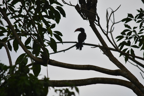 Crowned Hornbill (Lophoceros alboterminatus), photo 6