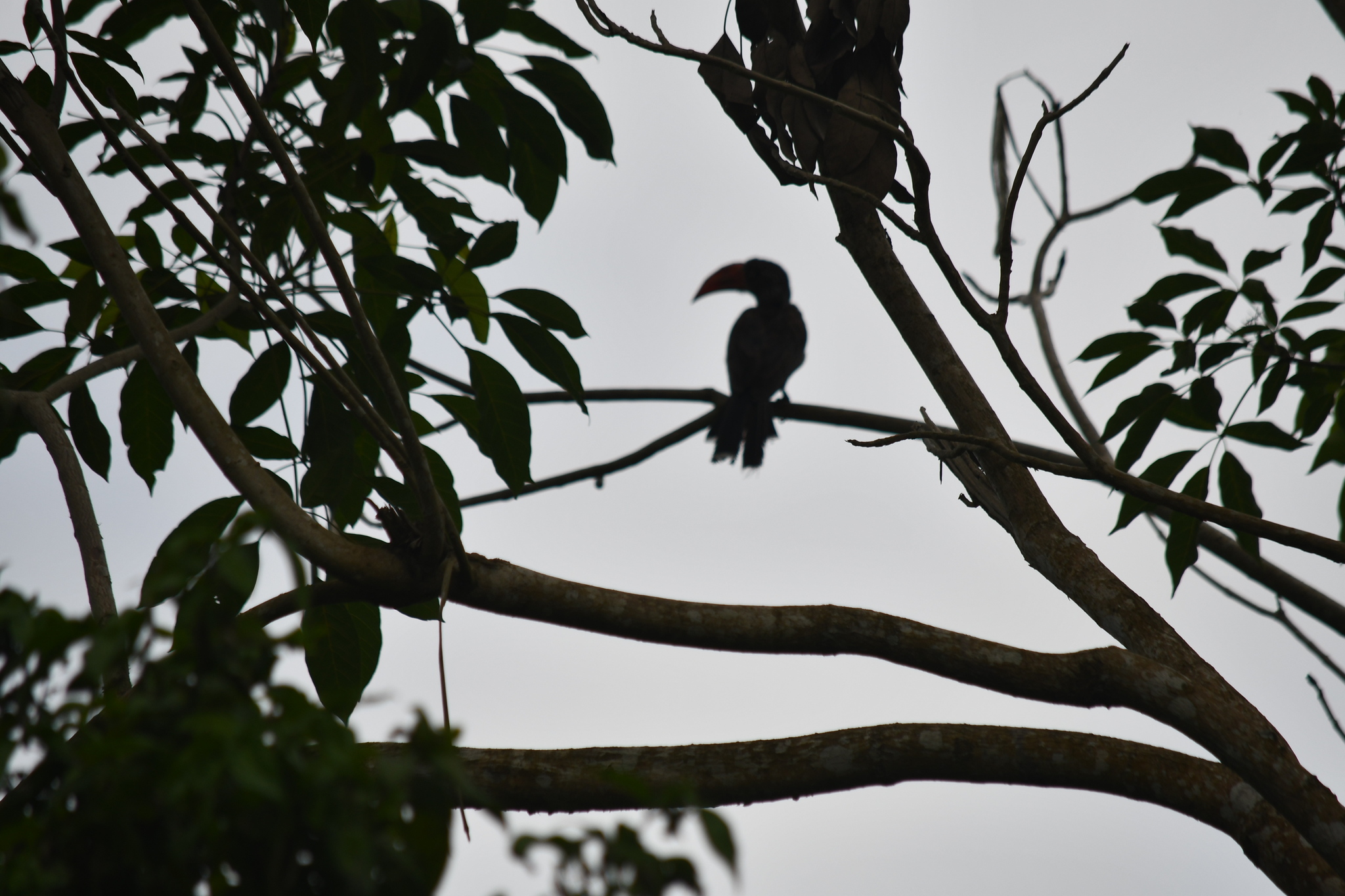 Crowned Hornbill (Lophoceros alboterminatus), photo 6
